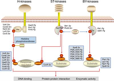 Post-translational Modifications in Oral Bacteria and Their Functional Impact